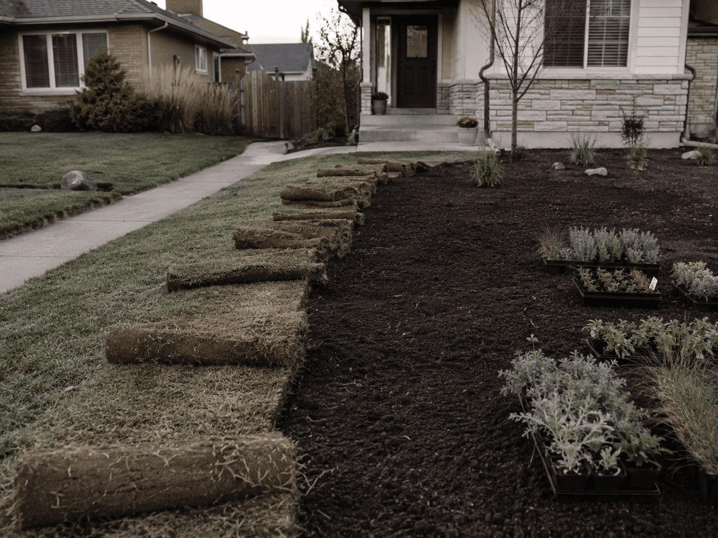 Lawn removal in progress — Kentucky bluegrass sod removed, native plant plugs ready for installation