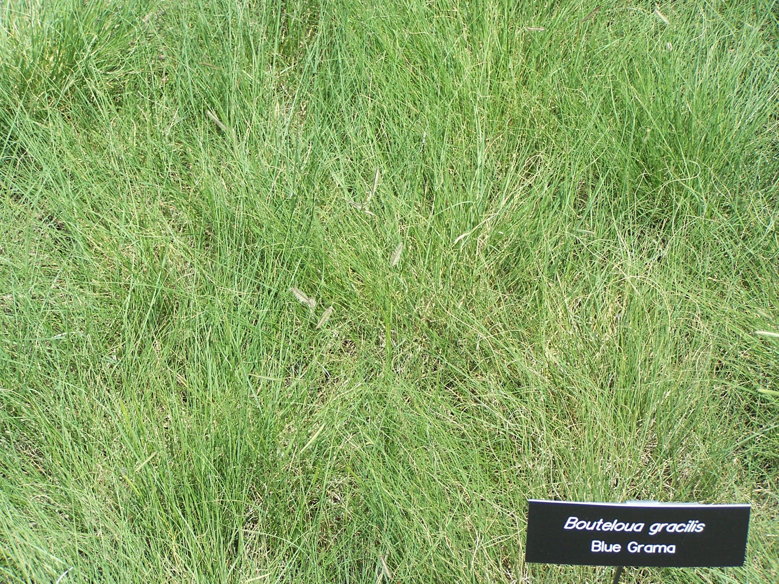 Blue grama grass (Bouteloua gracilis) — the workhorse lawn alternative for Salt Lake City