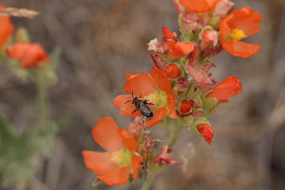 Munro's globemallow (Sphaeralcea munroana) with a Diadasia specialist bee