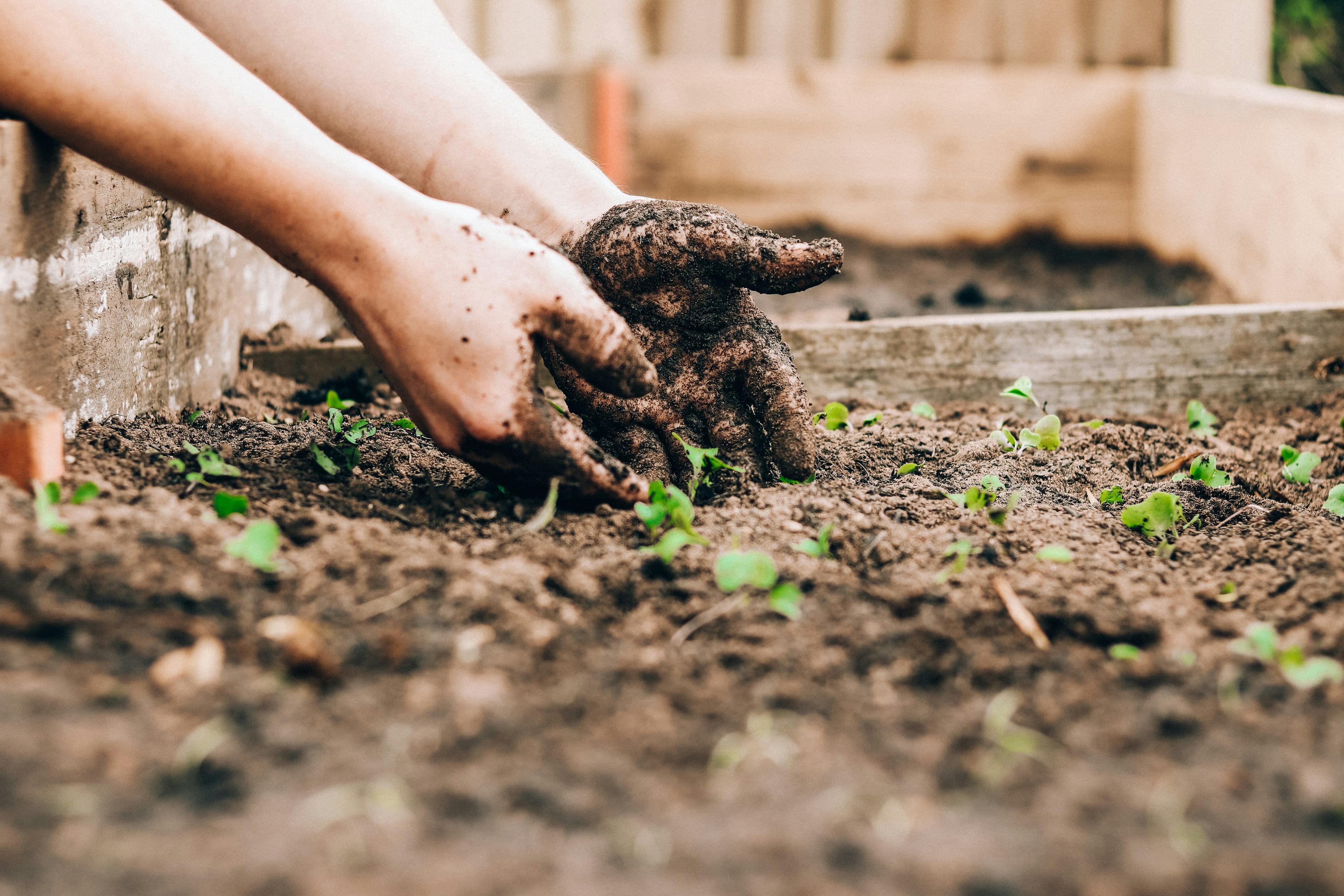 Hands planting native seedlings into living soil