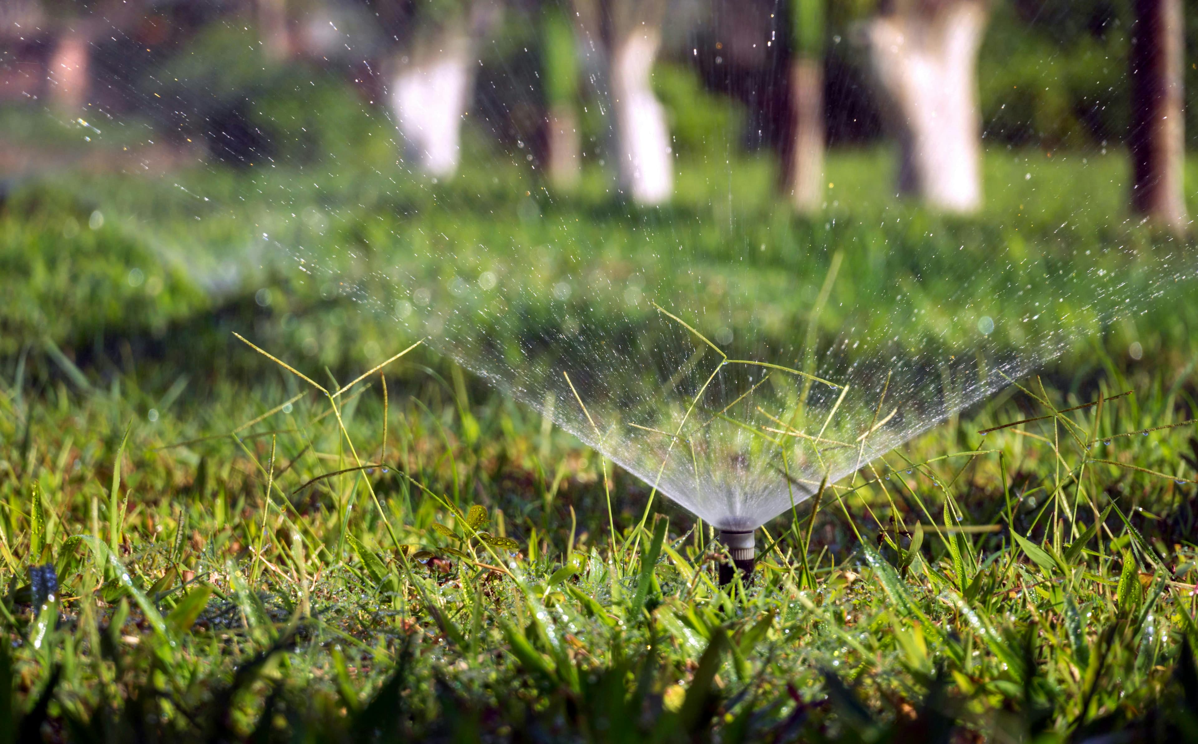 Lawn sprinkler running on Kentucky bluegrass